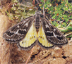 golden sun moth