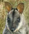 rock wallaby face
